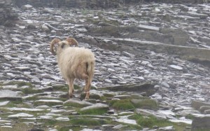 Schaf am Ufer