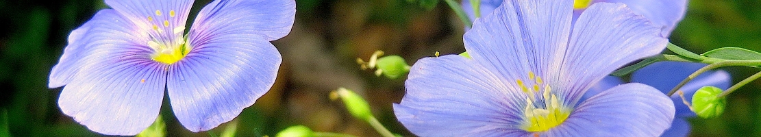 Flachsblüte