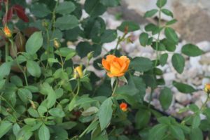 Rosen imPark von Jaunmoku