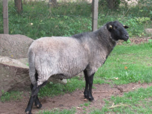 Pommersches Schaf